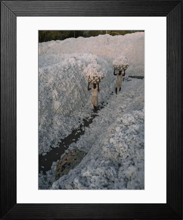 Framed Print : Cotton harvest, Gujarat state, India, Asia Framed Print : Cotton harvest, Gujarat state, India, Asia