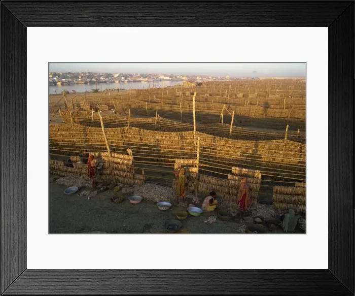 Framed Print : Fish used for Bombay duck drying in the sun, Gujarat state, India, Asia Framed Print : Fish used for Bombay duck drying in the sun, Gujarat state, India, Asia