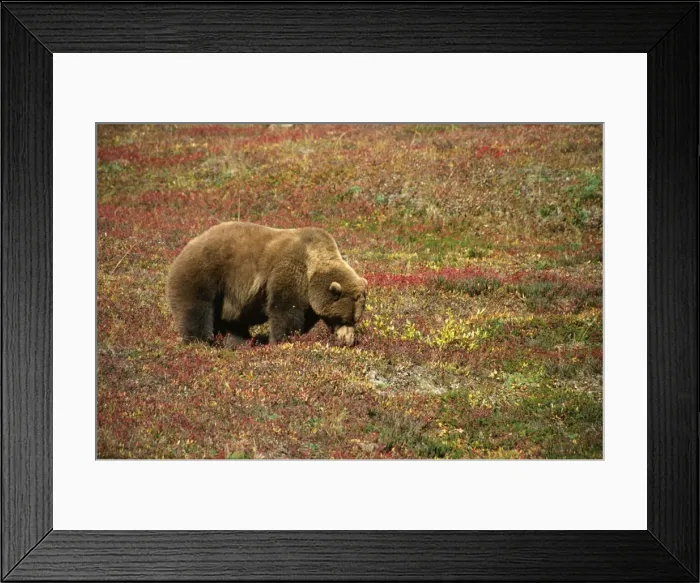 Framed Print : Alaskan brown bear (grizzly), grazing on tundra berries, Denali National Park Framed Print : Alaskan brown bear (grizzly), grazing on tundra berries, Denali National Park