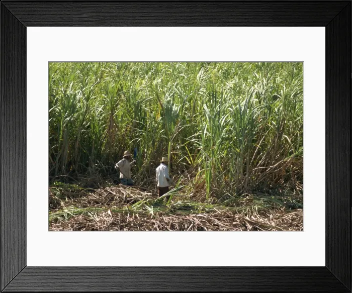 Framed Print : Harvesting sugar cane by hand, Valle de los Ingenios, Trinidad, Cuba, West Indies Framed Print : Harvesting sugar cane by hand, Valle de los Ingenios, Trinidad, Cuba, West Indies