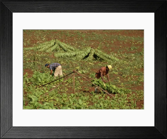 Framed Print : Picking tobacco leaves and placing on rack for first stage of drying, Pinar del Rio Framed Print : Picking tobacco leaves and placing on rack for first stage of drying, Pinar del Rio