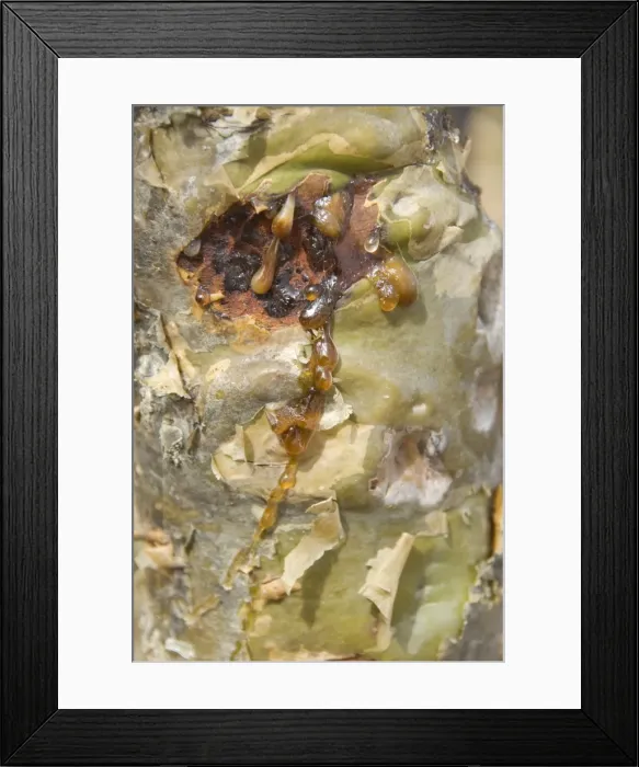 Framed Print : Sap seeping out through bark of frankincense tree, Momi Plateau, eastern end of Socotra Island Framed Print : Sap seeping out through bark of frankincense tree, Momi Plateau, eastern end of Socotra Island