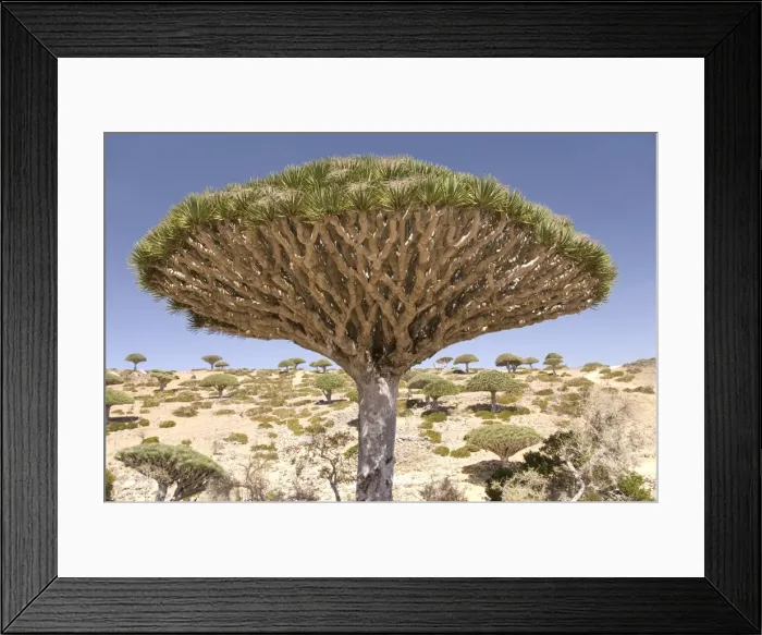 Framed Print : Dragons Blood Tree (Dracaena cinnabari), endemic to island, Diksam Plateau Framed Print : Dragons Blood Tree (Dracaena cinnabari), endemic to island, Diksam Plateau