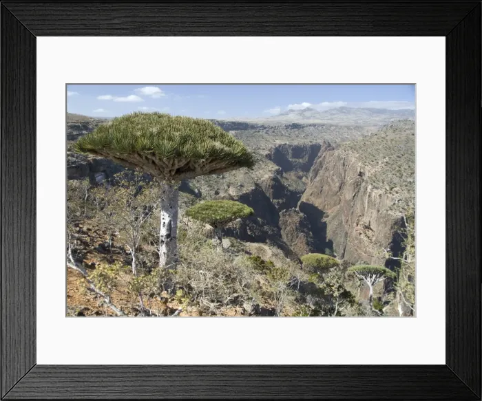 Framed Print : Dearhur Canyon, descending from Hagghir Mountains, Dragons Blood Trees Framed Print : Dearhur Canyon, descending from Hagghir Mountains, Dragons Blood Trees