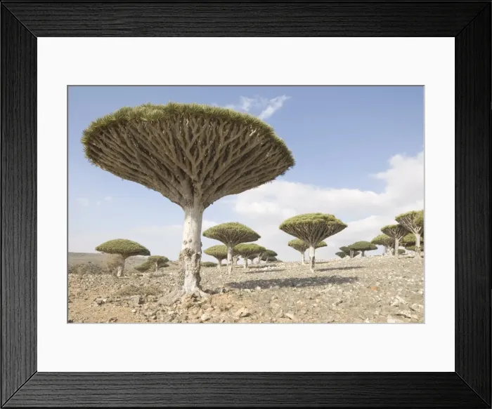 Framed Print : Dragons Blood Tree (Dracaena cinnabari), endemic to island, Diksam Plateau Framed Print : Dragons Blood Tree (Dracaena cinnabari), endemic to island, Diksam Plateau