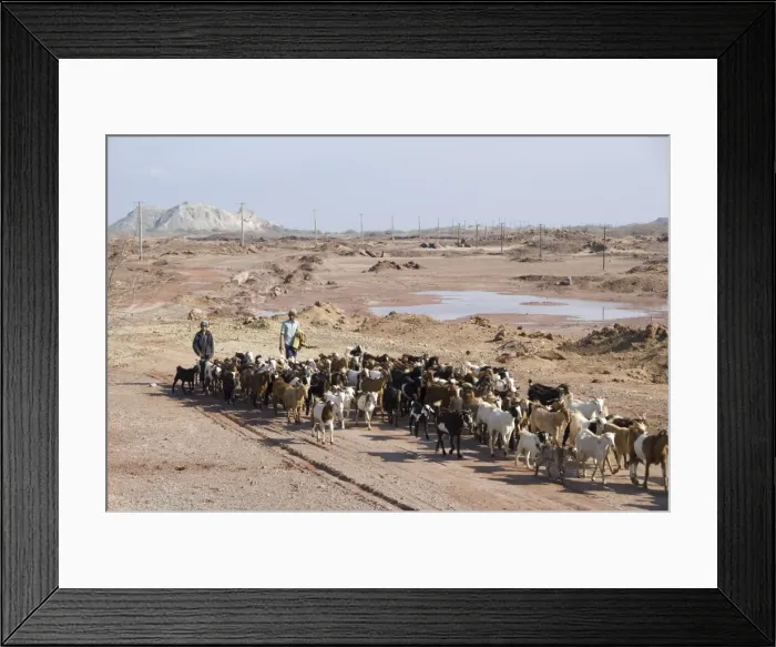 Framed Print : Goatherds driving flock of goats back to village, Hormoz Island, off Bandar Abbas Framed Print : Goatherds driving flock of goats back to village, Hormoz Island, off Bandar Abbas