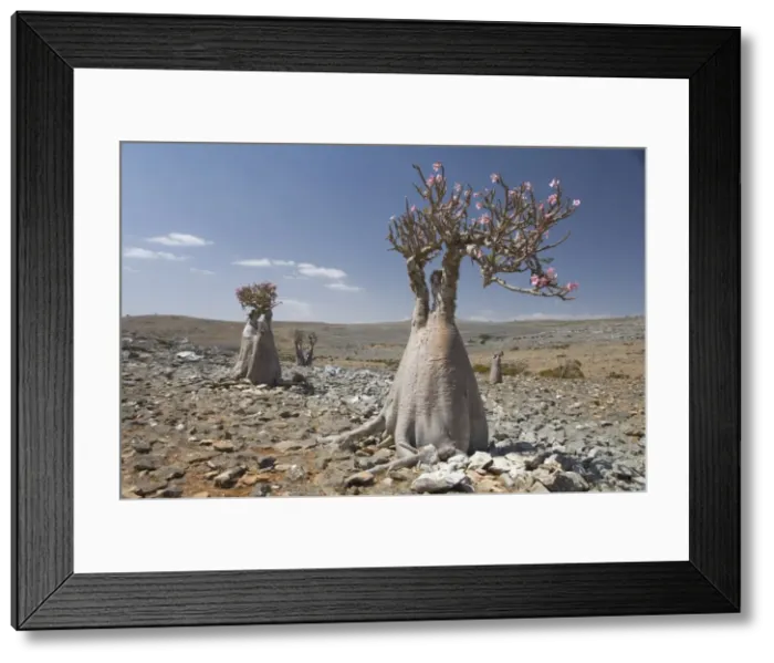 Framed Print : Bottle-tree (desert rose) (adenium obesum) endemic to island, Diksam Plateau Framed Print : Bottle-tree (desert rose) (adenium obesum) endemic to island, Diksam Plateau