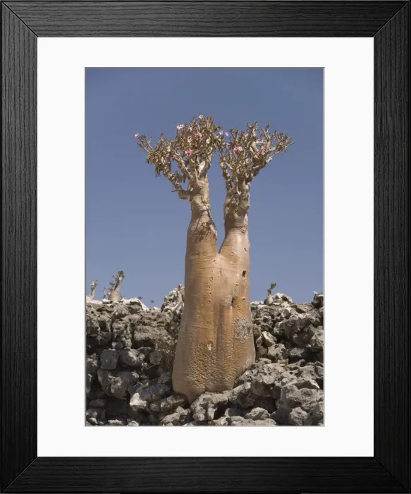 Framed Print : Bottle-tree (desert rose) (adenium obesum) endemic to island, Diksam Plateau Framed Print : Bottle-tree (desert rose) (adenium obesum) endemic to island, Diksam Plateau