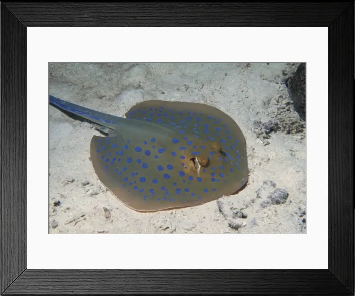 Framed Print : Blue spotted lagoon ray (Dasyatis kuhlli), Red Sea, Sudan, Africa