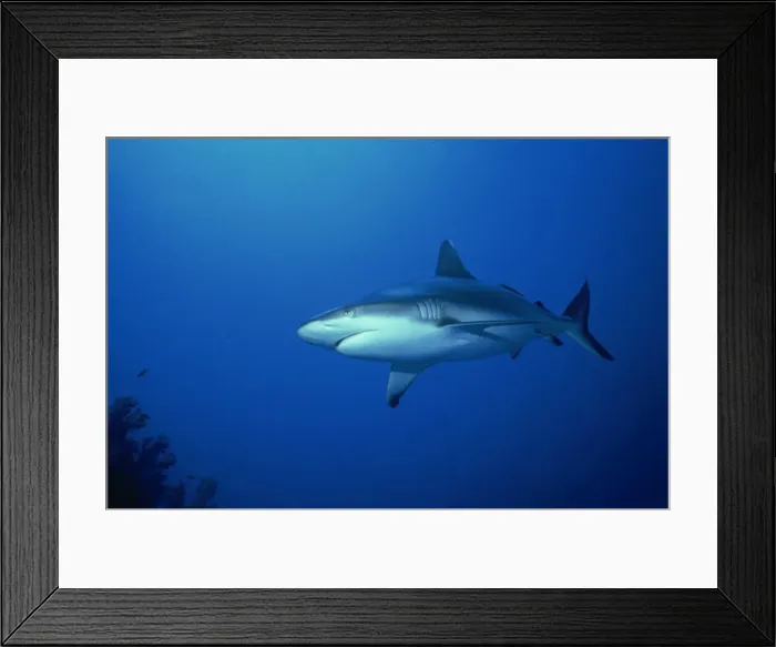 Framed Print : Grey reef shark (Carcharhinus amblyrynchos), Red Sea, Sudan, Africa Framed Print : Grey reef shark (Carcharhinus amblyrynchos), Red Sea, Sudan, Africa