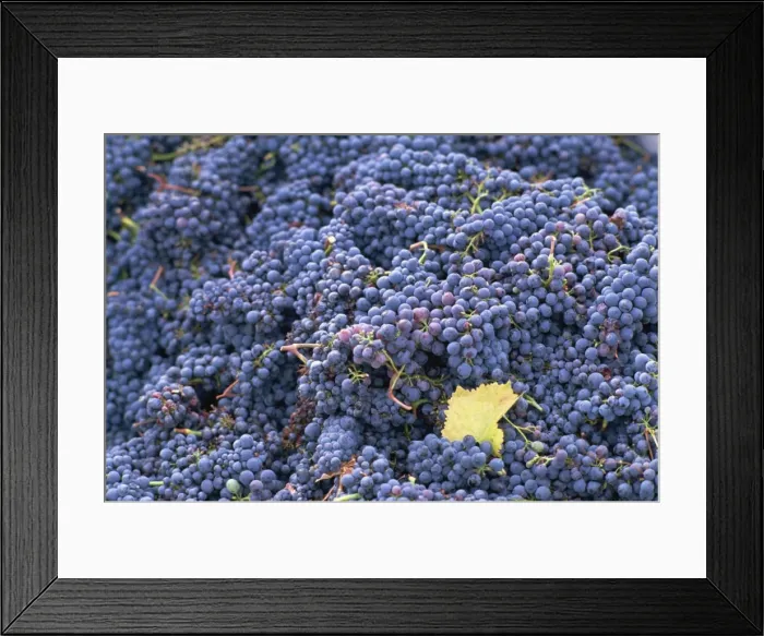 Framed Print : Sangiovese grapes, Chianti, Tuscany, Italy, Europe Framed Print : Sangiovese grapes, Chianti, Tuscany, Italy, Europe