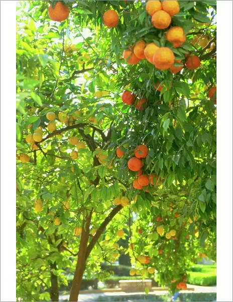 Orange and lemon trees in the Alcazar gardens, Cordoba, Andalucia, Spain, Europe