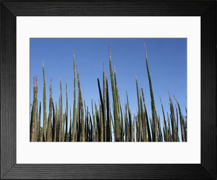 Framed Print : Didieracae, unique to Madagascar, Allaudia at Berenty, Madagascar, Africa Framed Print : Didieracae, unique to Madagascar, Allaudia at Berenty, Madagascar, Africa