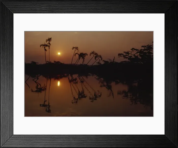 Framed Print : Bactris marata palms, Cuyabeno Lake at sunrise, Ecuador, South America Framed Print : Bactris marata palms, Cuyabeno Lake at sunrise, Ecuador, South America