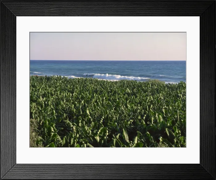 Framed Print : Bananas on the Cilician coast, Anatolia, Turkey, Asia Minor, Eurasia Framed Print : Bananas on the Cilician coast, Anatolia, Turkey, Asia Minor, Eurasia