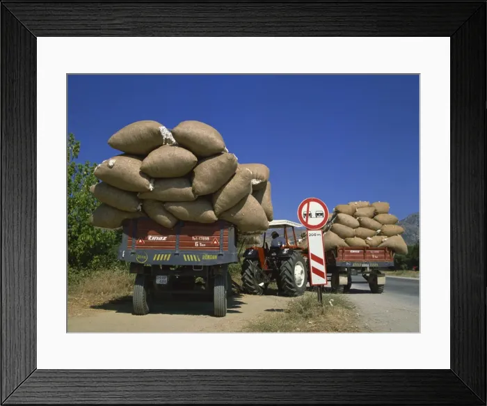 Framed Print : Cotton being transported to auction, Ganakale, Anatolia, Turkey, Asia Minor, Eurasia Framed Print : Cotton being transported to auction, Ganakale, Anatolia, Turkey, Asia Minor, Eurasia