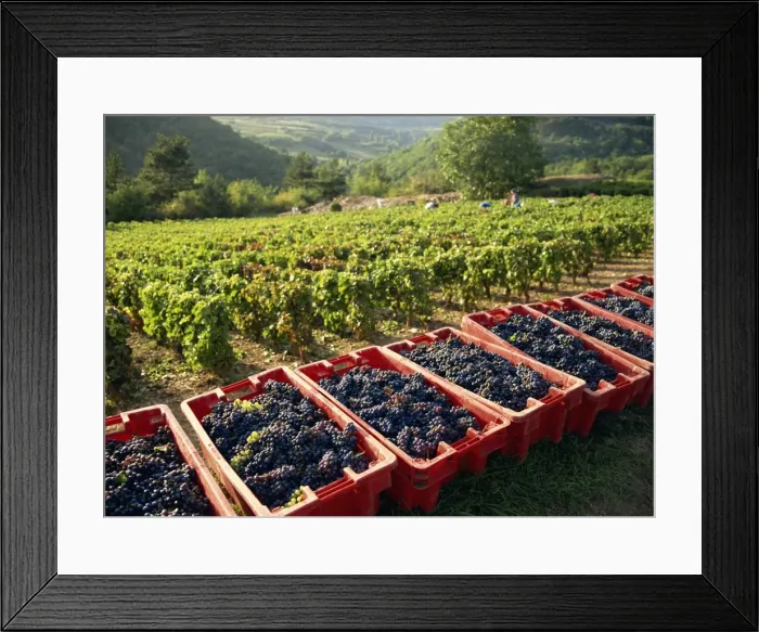 Framed Print : Vendage in the Haut Cote de Beaune, Burgundy, France, Europe Framed Print : Vendage in the Haut Cote de Beaune, Burgundy, France, Europe