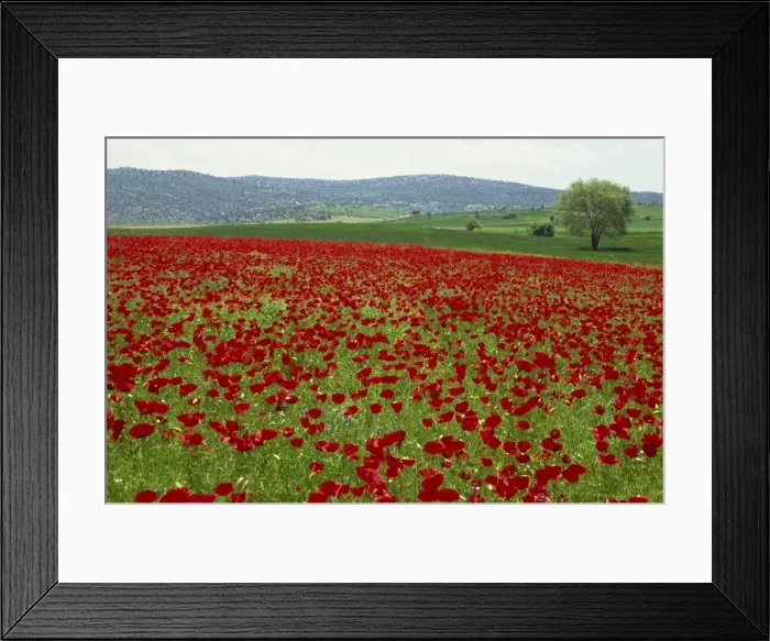 Framed Print : Spring flowers near Beysehir, Anatolia, Turkey, Asia Minor, Eurasia Framed Print : Spring flowers near Beysehir, Anatolia, Turkey, Asia Minor, Eurasia