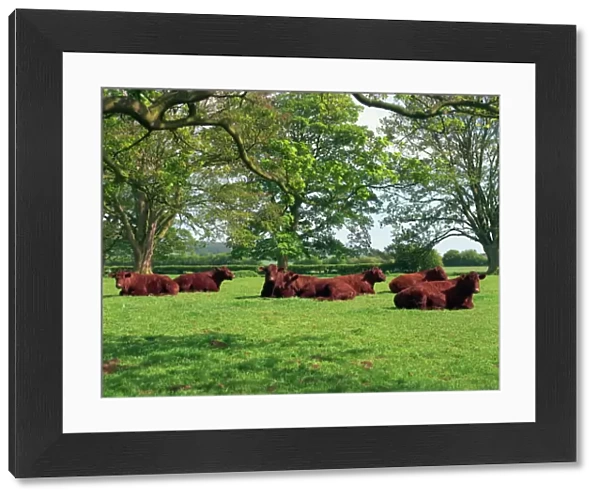 Lincoln Red herd of cattle, Donington-on-Bain, Lincolnshire, England, United Kingdom