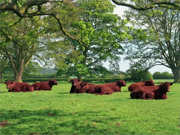Lincoln Red herd of cattle, Donington-on-Bain, Lincolnshire, England, United Kingdom