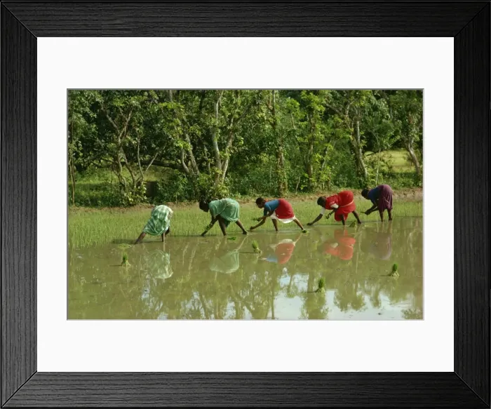 Framed Print : Planting rice, Mysore, India, Asia Framed Print : Planting rice, Mysore, India, Asia