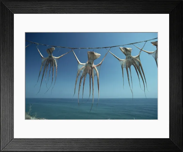Framed Print : Octopi hung out to dry, Nerja, Costa del Sol, Andalucia, Spain, Europe Framed Print : Octopi hung out to dry, Nerja, Costa del Sol, Andalucia, Spain, Europe