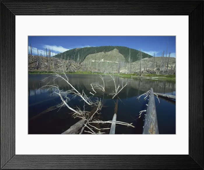 Framed Print : Ryan Lake and some of the millions of trees flattened by eruption of 1980, Mount St Framed Print : Ryan Lake and some of the millions of trees flattened by eruption of 1980, Mount St