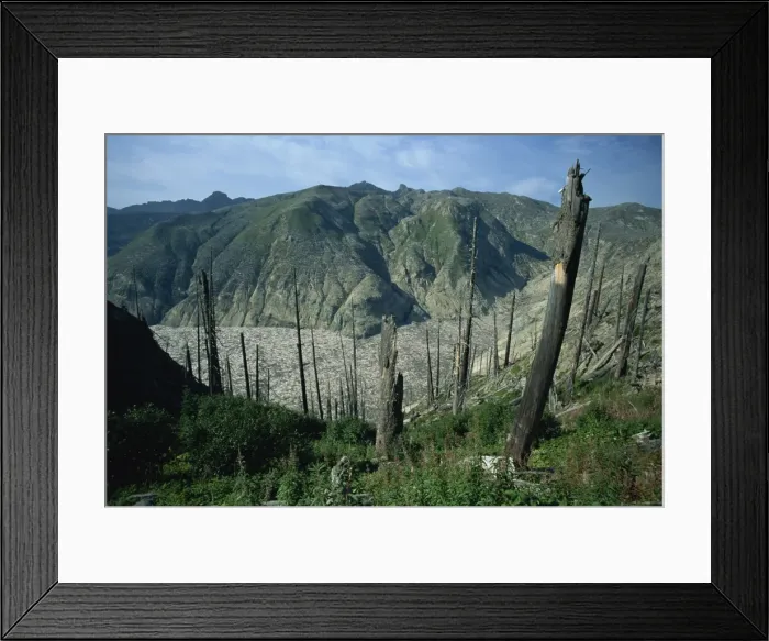 Framed Print : Trees flattened by eruption of 1980, and dead trees on Spirit Lake, Mount St Framed Print : Trees flattened by eruption of 1980, and dead trees on Spirit Lake, Mount St
