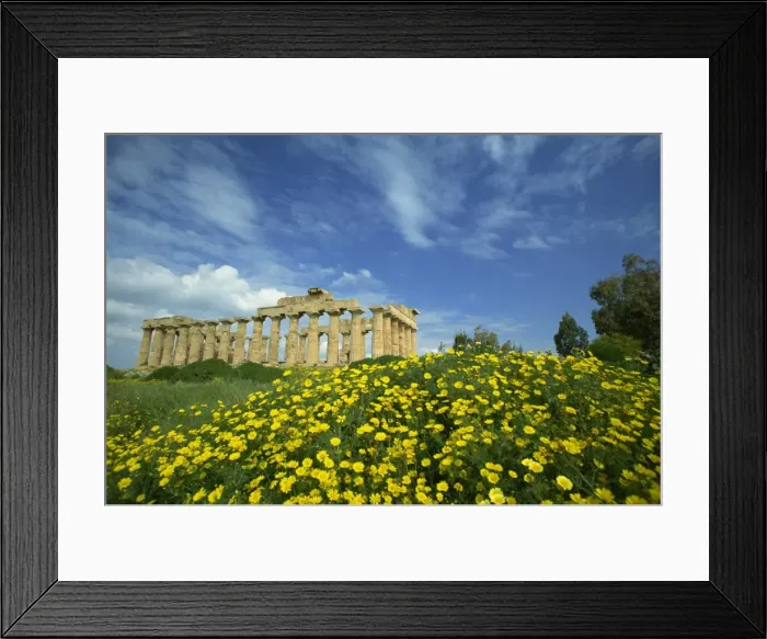 Framed Print : Temple amongst the spring flowers, Selinunte, established 5th century BC Framed Print : Temple amongst the spring flowers, Selinunte, established 5th century BC