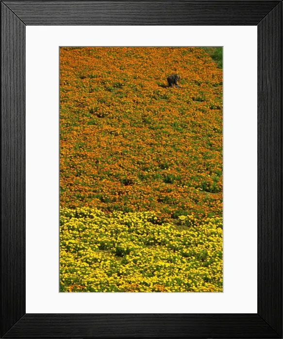 Framed Print : Cultivated flowers in the southwest near Naro, Sicily, Italy, Europe Framed Print : Cultivated flowers in the southwest near Naro, Sicily, Italy, Europe