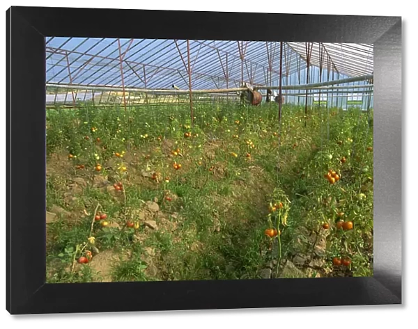 Tomatoes in large commercial greenhouse, near Kursunlu, near Antalya, Anatolia
