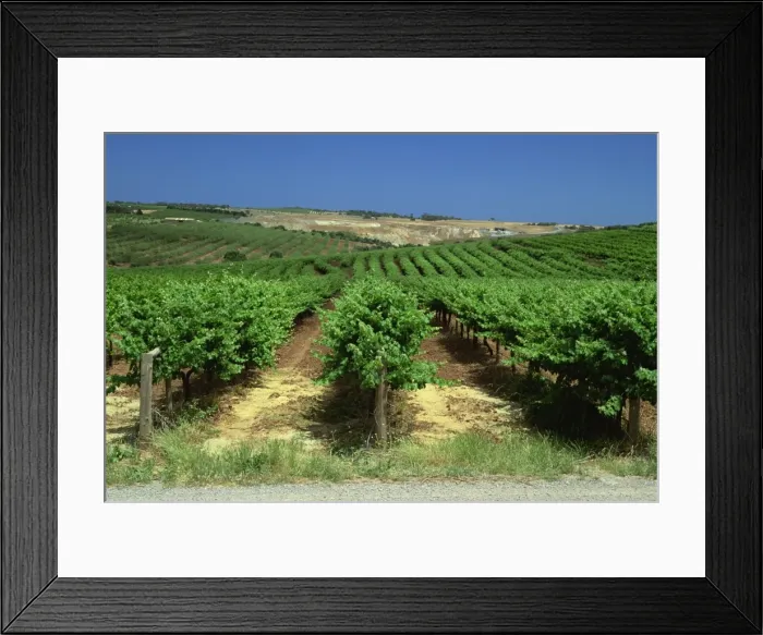 Framed Print : Coriole Winery, McLaren Vale, South Australia, Australia, Pacific Framed Print : Coriole Winery, McLaren Vale, South Australia, Australia, Pacific
