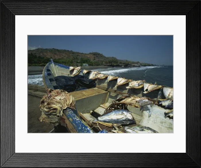 Framed Print : Fish drying in the sun on the pier at La Libertad on the Pacific coast Framed Print : Fish drying in the sun on the pier at La Libertad on the Pacific coast