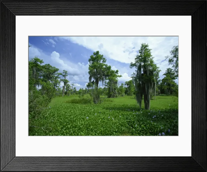 Framed Print : Swamp at Jean Lafitte National Historic Park and Preserve, south of New Orleans Framed Print : Swamp at Jean Lafitte National Historic Park and Preserve, south of New Orleans