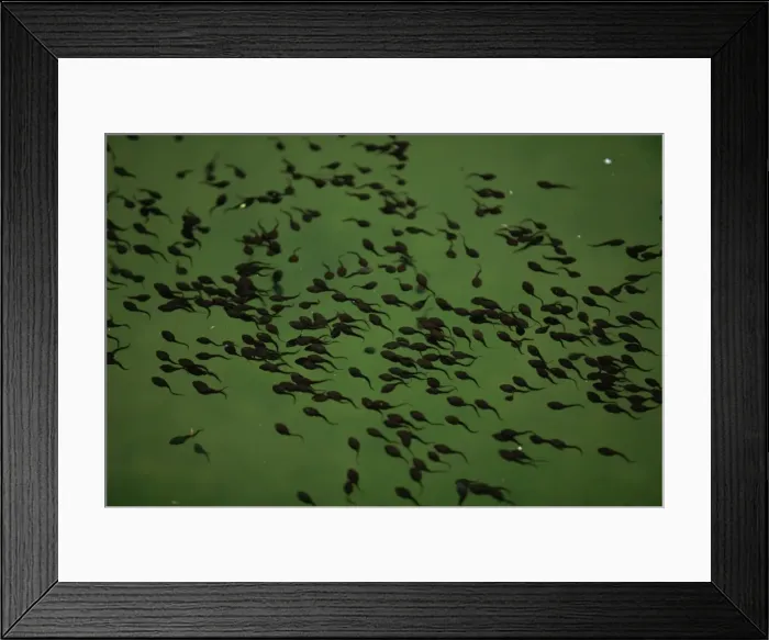 Framed Print : Tadpoles in pond in Zhangjiajie Forest Park, Wulingyuan Scenic Area, Hunan, China, Asia Framed Print : Tadpoles in pond in Zhangjiajie Forest Park, Wulingyuan Scenic Area, Hunan, China, Asia
