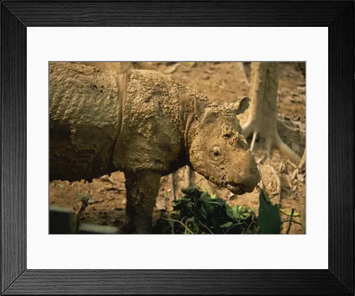Framed Print : The rare hairy rhino (Sumatran rhino), smallest type of rhino at Sepilok Orang-Utan Sanctuary Framed Print : The rare hairy rhino (Sumatran rhino), smallest type of rhino at Sepilok Orang-Utan Sanctuary