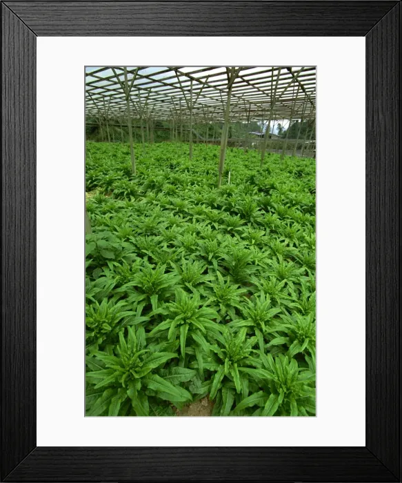Framed Print : Vegetables growing near Tanah Rata in Cameron Highlands, Perak Province Framed Print : Vegetables growing near Tanah Rata in Cameron Highlands, Perak Province