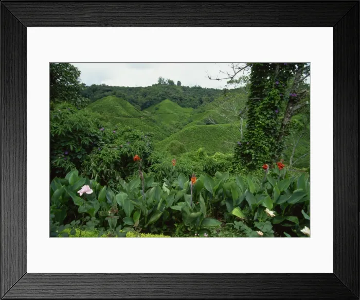 Framed Print : Lush flowers at Sungai Palas Tea Estate, Cameron Highlands, Perak Province Framed Print : Lush flowers at Sungai Palas Tea Estate, Cameron Highlands, Perak Province