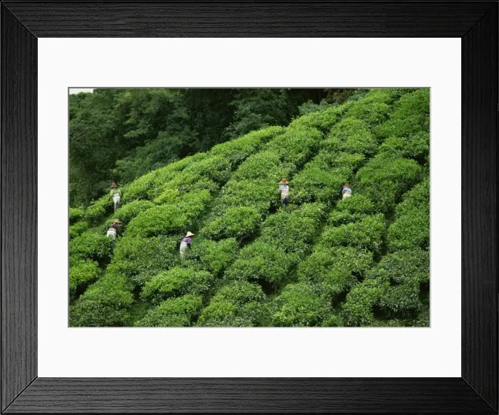 Framed Print : Tea pickers at the Sungai Palas Estate, Cameron Highlands, Perak, Malaysia Framed Print : Tea pickers at the Sungai Palas Estate, Cameron Highlands, Perak, Malaysia