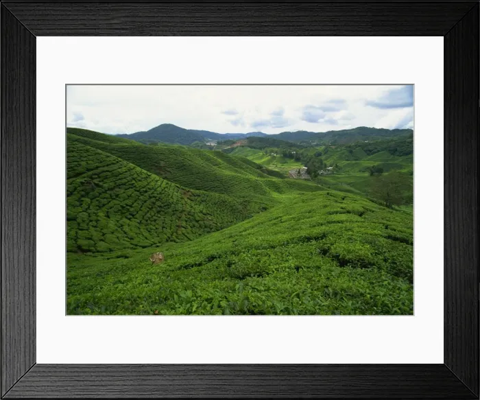 Framed Print : Tea at the Sungai Palas Estate, Cameron Highland, Perak Province, Malaysia Framed Print : Tea at the Sungai Palas Estate, Cameron Highland, Perak Province, Malaysia