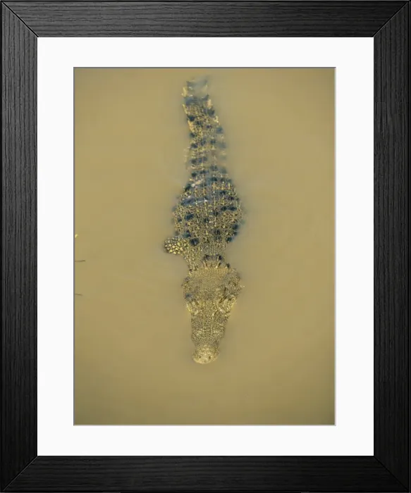 Framed Print : Estuarine crocodile in the Adelaide River, Northern Territory, Australia, Pacific Framed Print : Estuarine crocodile in the Adelaide River, Northern Territory, Australia, Pacific