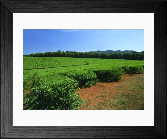 Framed Print : Tea plantation by the Palmerston Highway, near Nerada, Atherton Tableland Framed Print : Tea plantation by the Palmerston Highway, near Nerada, Atherton Tableland