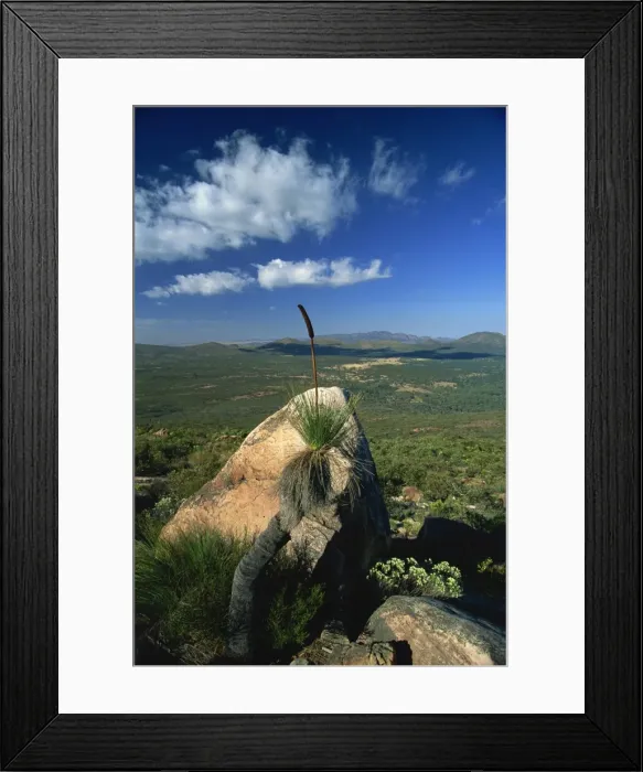 Framed Print : Bottlebrush plant (Callistemons) and view northwest from Mount Ohlssen Bagge across Wilpena Pound Framed Print : Bottlebrush plant (Callistemons) and view northwest from Mount Ohlssen Bagge across Wilpena Pound
