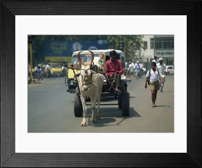 Framed Print : Bullock cart, Pune, Maharashtra state, India, Asia Framed Print : Bullock cart, Pune, Maharashtra state, India, Asia