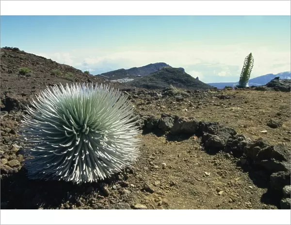 Silverswords growing in the vast crater of Haleakala, the worlds largest dormant volcano