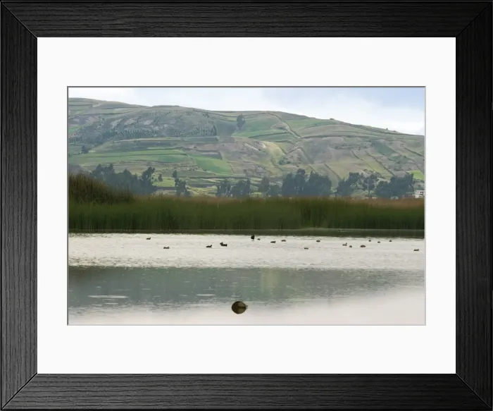 Framed Print : Laguna de Colta (Colta Lake) south west of Riobamba, its reeds are an important resource for cattle feed and weaving into mats and baskets by the local Colta Indians, Chimborazo Province, Central Highlands, Ecuador Framed Print : Laguna de Colta (Colta Lake) south west of Riobamba, its reeds are an important resource for cattle feed and weaving into mats and baskets by the local Colta Indians, Chimborazo Province, Central Highlands, Ecuador