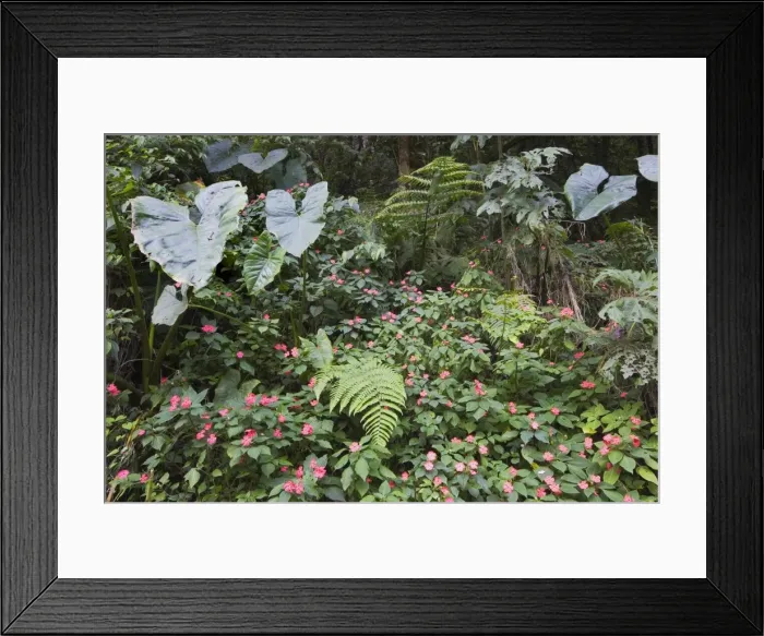 Framed Print : Verdant plant life at the Rio Verde waterfall in the Pastaza River valley that flows from the Andes to the upper Amazon Basin, east of Banos, Ambato Province, Central Highlands, Ecuador Framed Print : Verdant plant life at the Rio Verde waterfall in the Pastaza River valley that flows from the Andes to the upper Amazon Basin, east of Banos, Ambato Province, Central Highlands, Ecuador