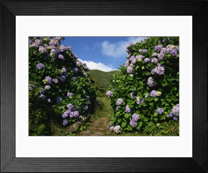 Framed Print : Hydrangeas, a feature of the landscape of the island, Sao Jorge, Azores, Portugal, Europe Framed Print : Hydrangeas, a feature of the landscape of the island, Sao Jorge, Azores, Portugal, Europe
