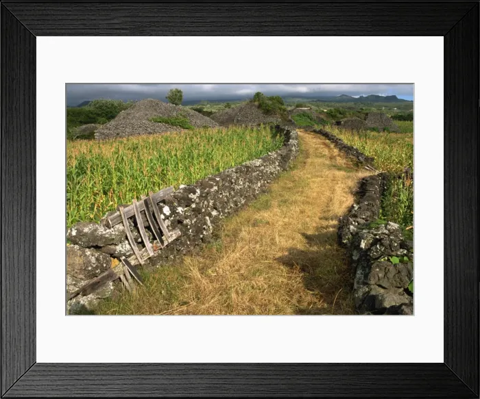 Framed Print : Stone piles (moroicos), near Madalena, Pico, Azores, Portugal, Europe Framed Print : Stone piles (moroicos), near Madalena, Pico, Azores, Portugal, Europe