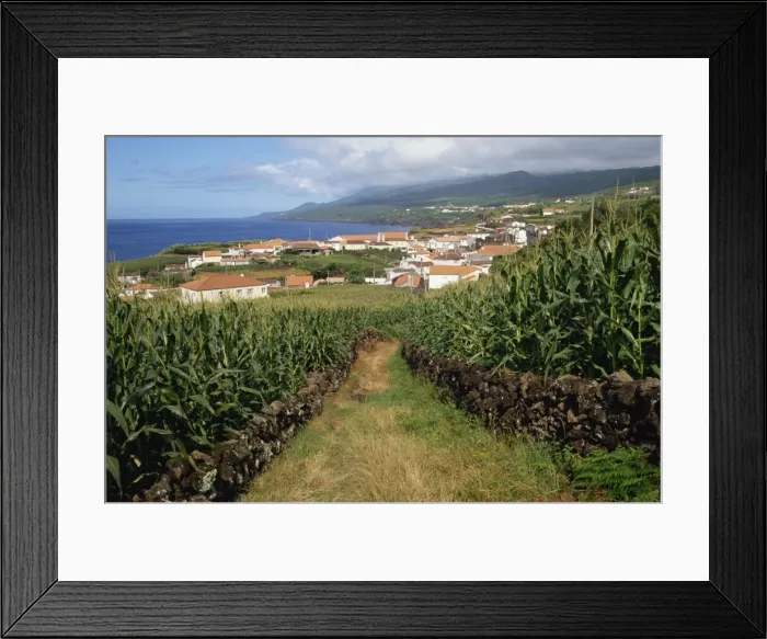Framed Print : Maize fields at Ribeira do Meio, Pico, Azores, Portugal, Atlantic, Europe Framed Print : Maize fields at Ribeira do Meio, Pico, Azores, Portugal, Atlantic, Europe